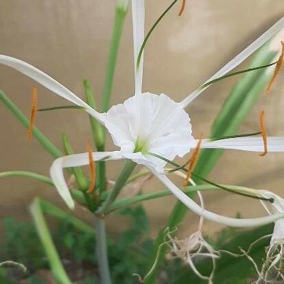 Hymenocallis liriosme പുഷ്പം