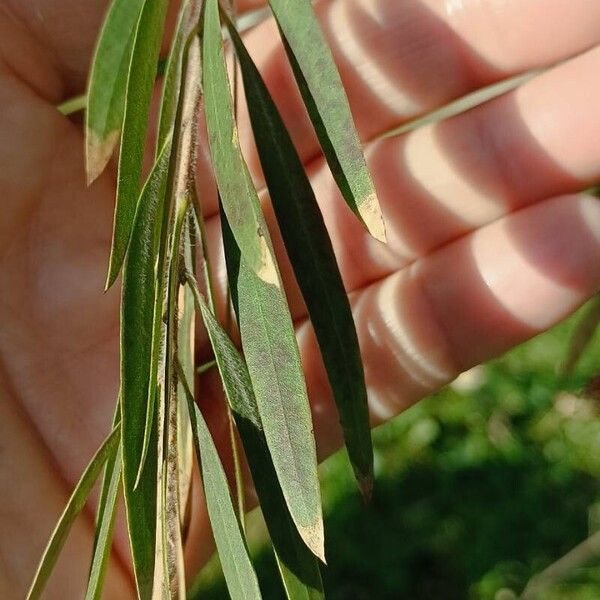 Melaleuca rugulosa 葉