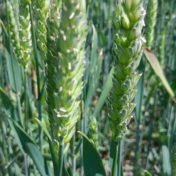 Triticum aestivum Квітка