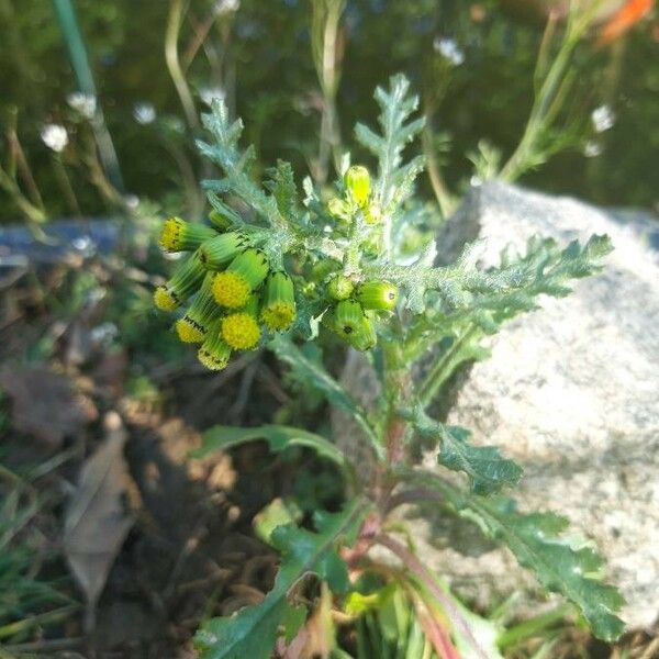 Senecio vulgaris Цветок