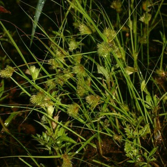 Carex bohemica Vekstform