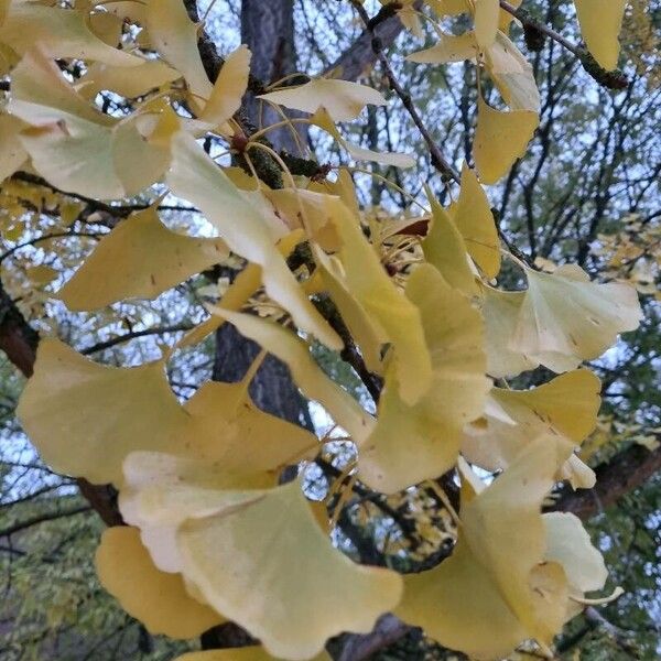 Ginkgo biloba Levél