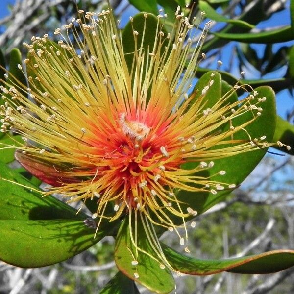 Melaleuca pancheri 花