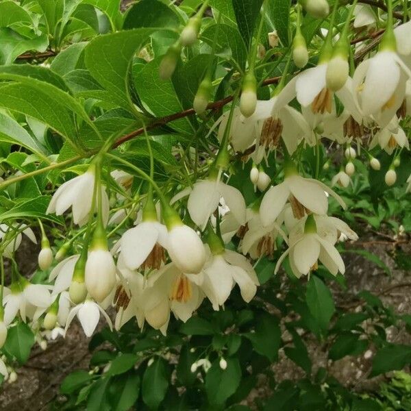 Styrax japonicus Кветка