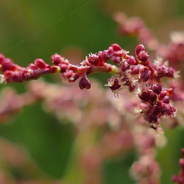 Rumex acetosella 花