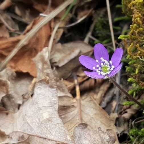 Hepatica nobilis പുഷ്പം