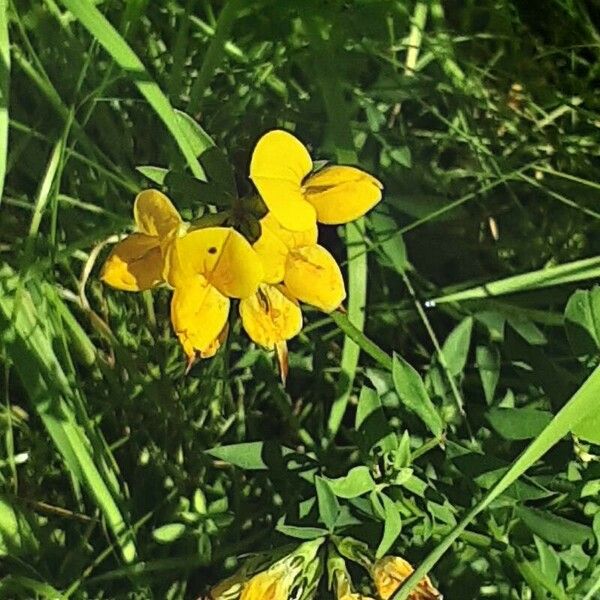 Lotus tenuis Flower