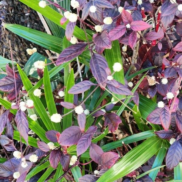 Alternanthera brasiliana Blüte