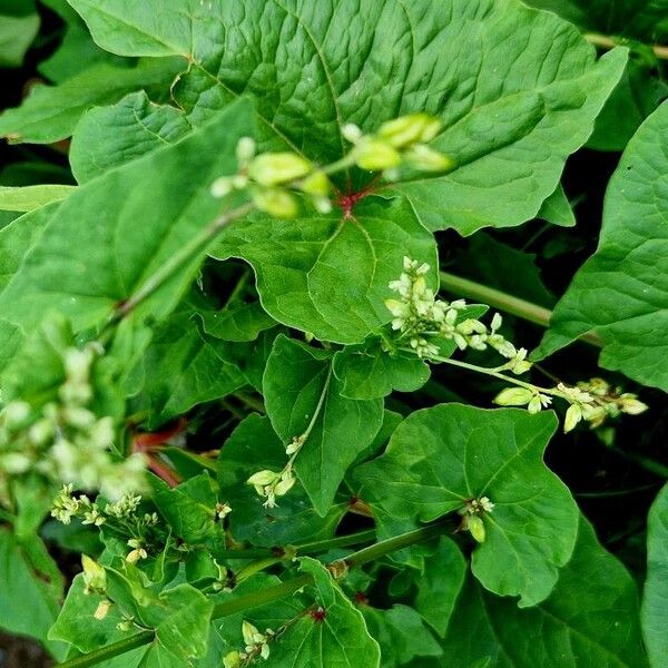 Fagopyrum tataricum Blad