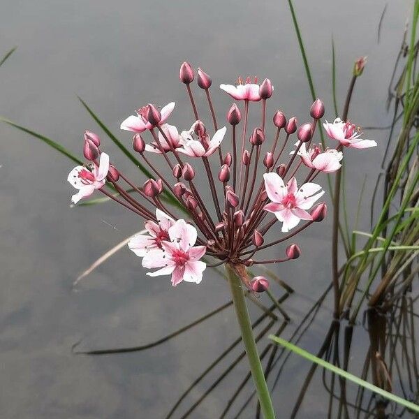 Butomus umbellatus Blomst