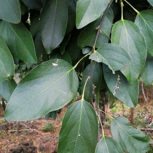 Hyperbaena tonduzii Leaf