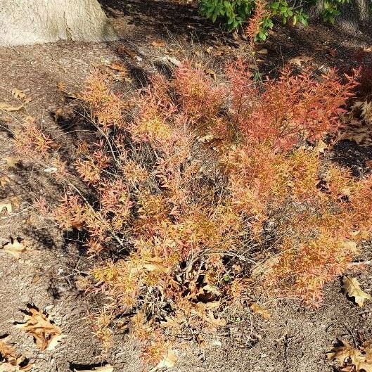 Spiraea thunbergii Habit