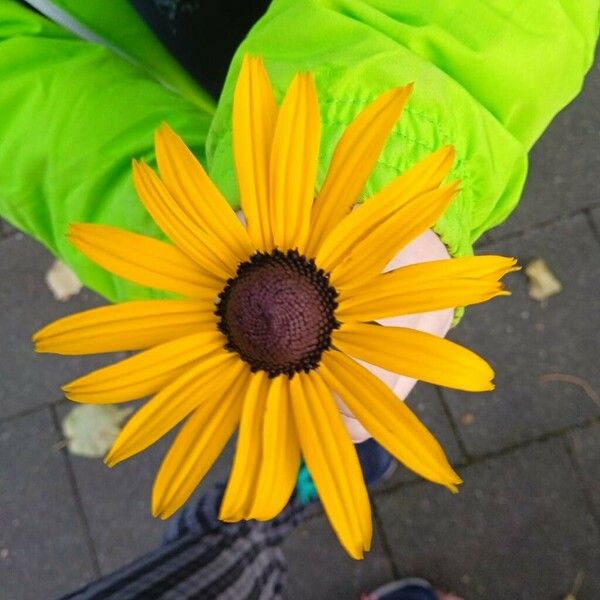 Rudbeckia fulgida Blüte