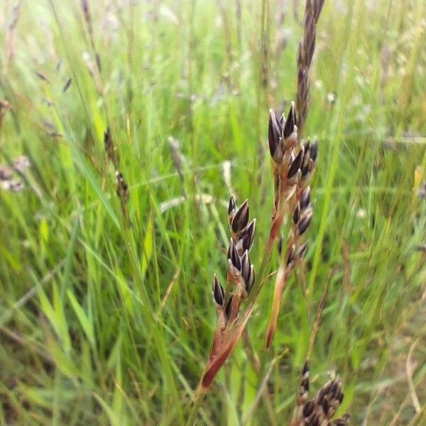 Juncus squarrosus Λουλούδι