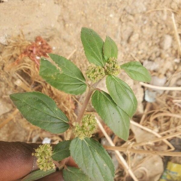 Euphorbia hirta Virág