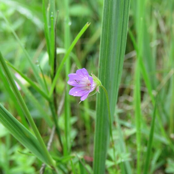 Geranium columbinum Blomst