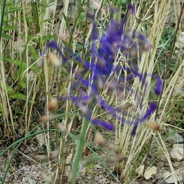 Muscari comosum Квітка