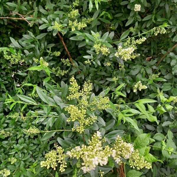 Ligustrum quihoui Blüte