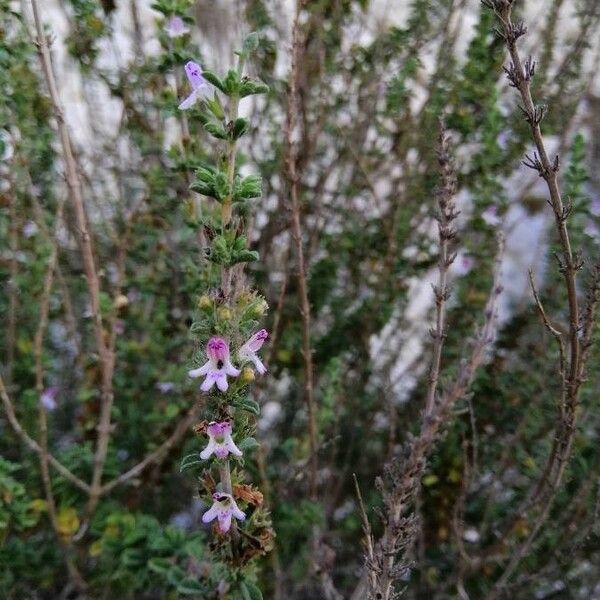 Satureja cuneifolia Kvet