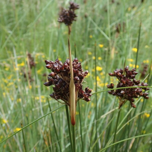 Juncus acutus Flor