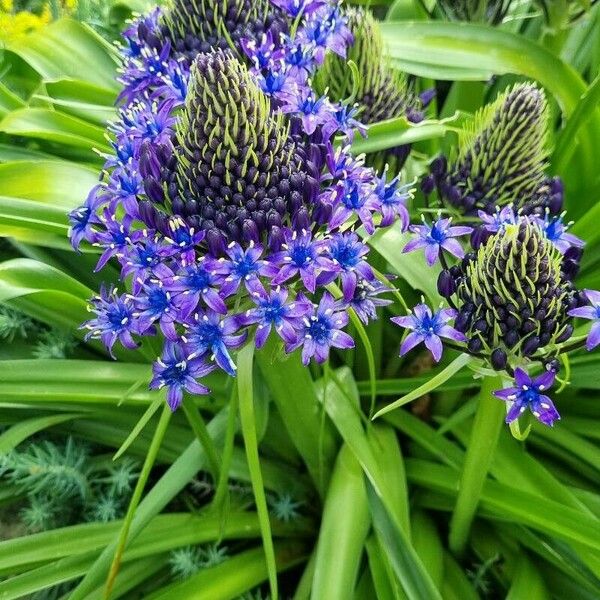 Scilla peruviana Flor