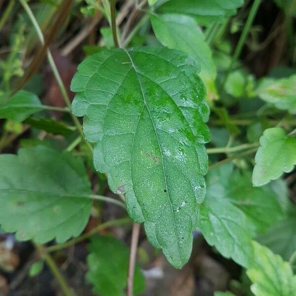 Scutellaria integrifolia List