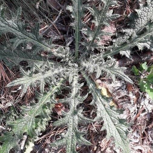 Cirsium vulgare पत्ता