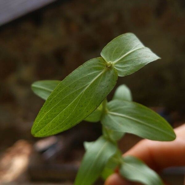 Hypericum punctatum List