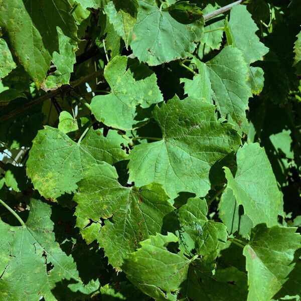 Vitis vinifera Feuille