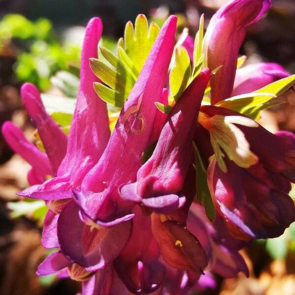 Corydalis solida Квітка