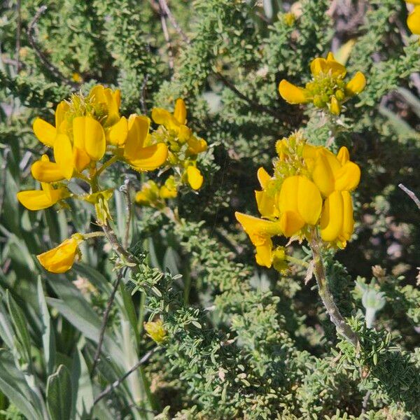 Adenocarpus viscosus Flor