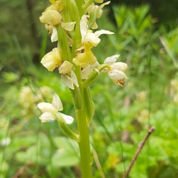 Orchis pallens Flower