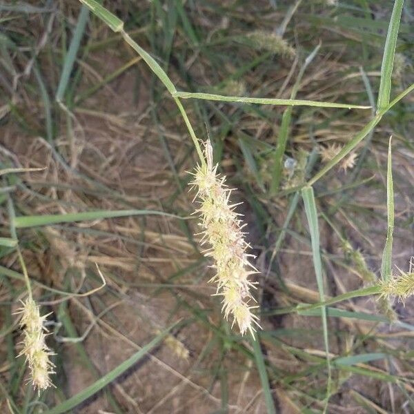 Cenchrus echinatus Flower