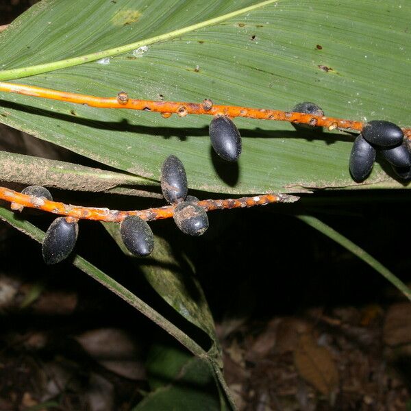 Chamaedorea dammeriana Frucht