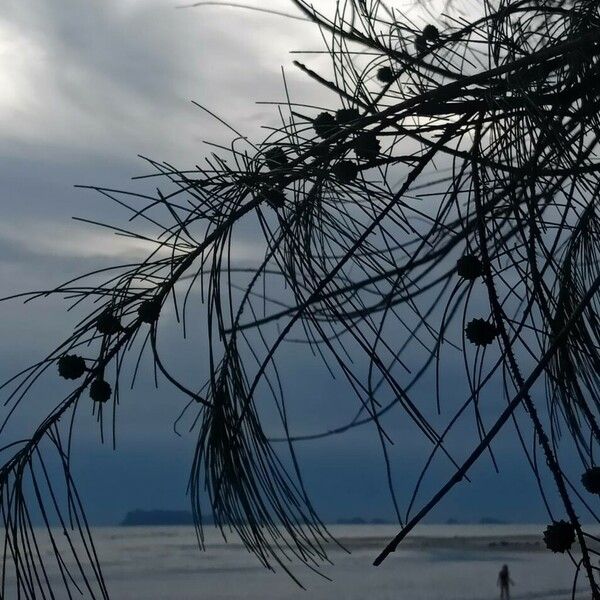 Casuarina equisetifolia Frutto