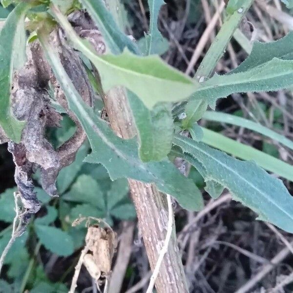 Cichorium intybus Leaf