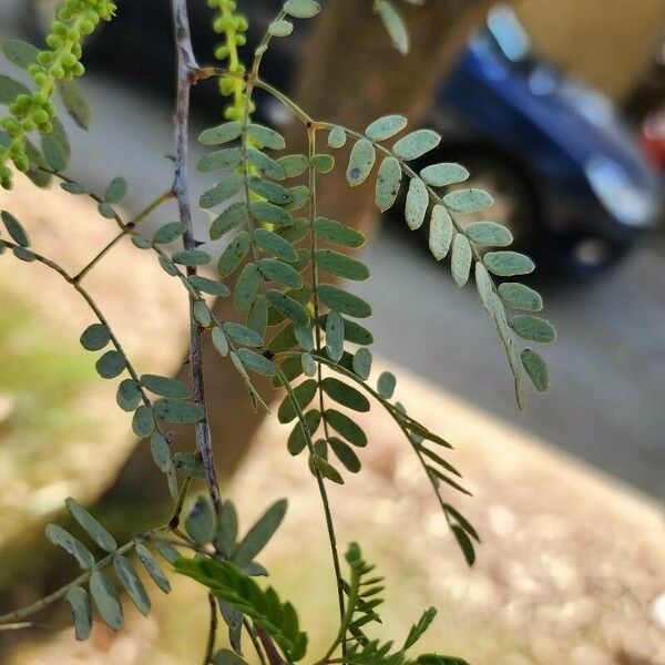 Prosopis cineraria 葉