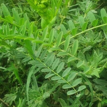 Astragalus atropilosulus Fuelha