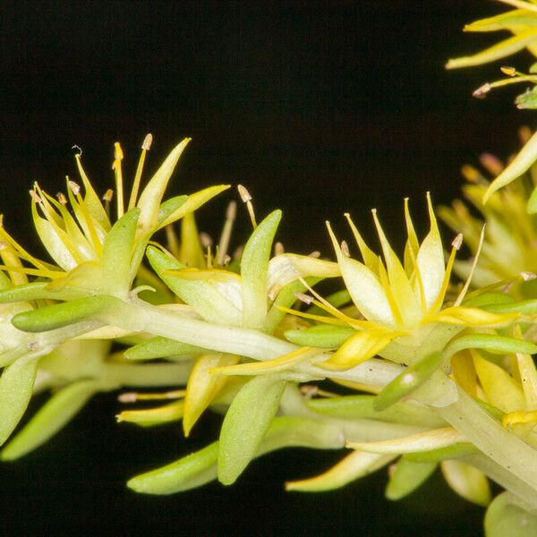 Sedum sarmentosum Flor