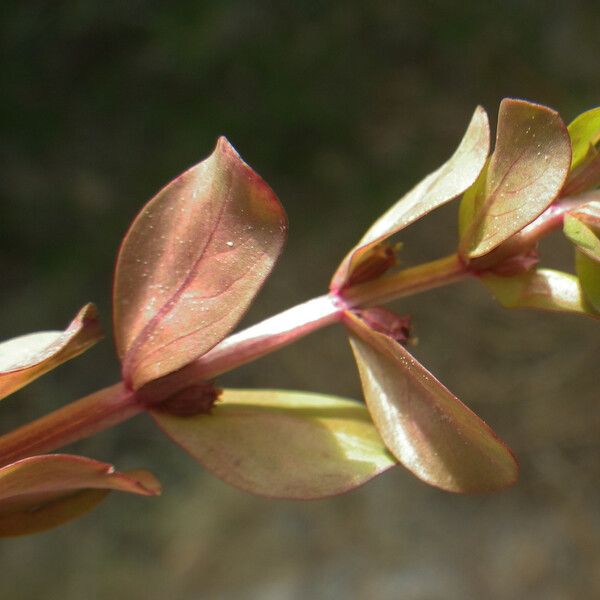 Lythrum borysthenicum 葉