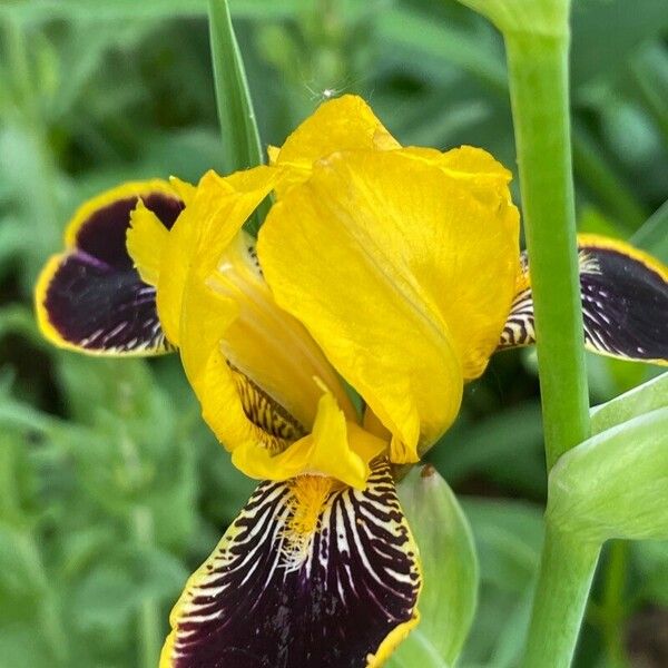 Iris variegata Flower