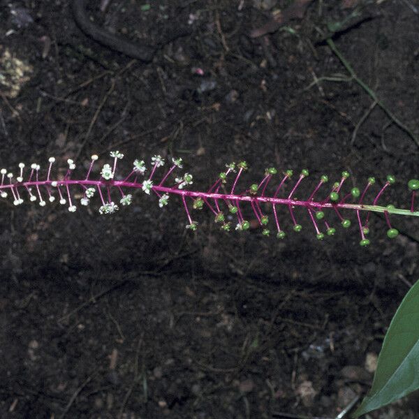 Phytolacca rivinoides Žiedas