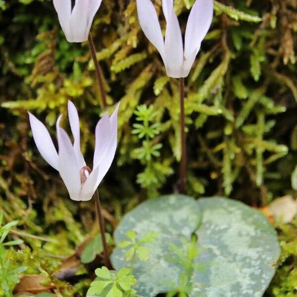 Cyclamen creticum (Cretan cyclamen)