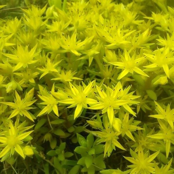 Sedum sarmentosum Folha