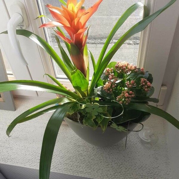 Guzmania monostachia Bloem