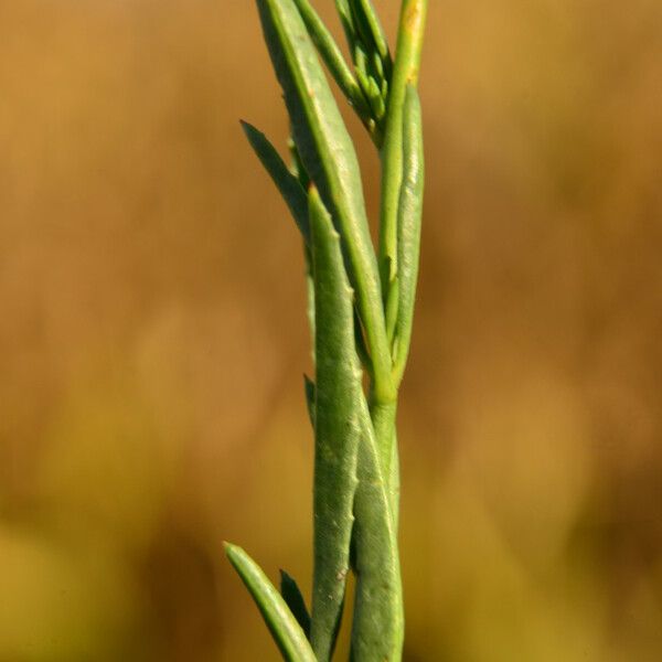 Epilobium brachycarpum 葉