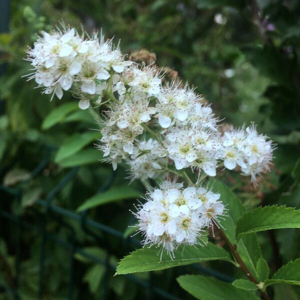 Spiraea alba Fiore