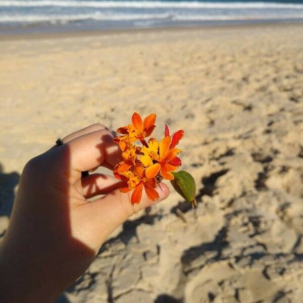 Epidendrum fulgens Кветка