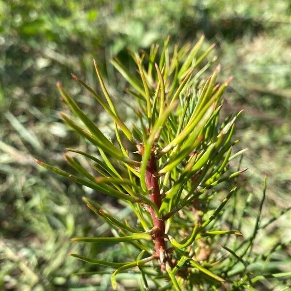 Pinus brutia Blad