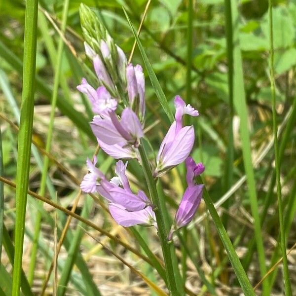 Polygala major 花